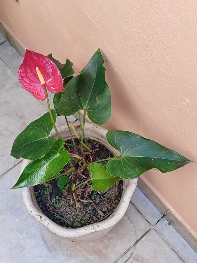 פאראטי Suites Canto Do Pontal מראה חיצוני תמונה